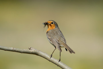 Petirrojo con comida
