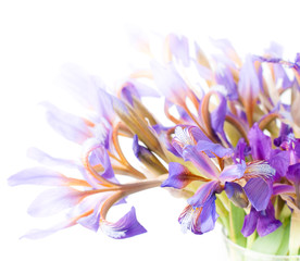 Fototapeta na wymiar Iris kwiat wyizolowanych na białym