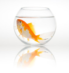 Big goldfish in a small bowl - White background