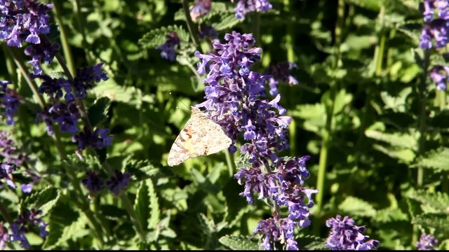 Painted Lady butterfly feeding on Catmint flowers
