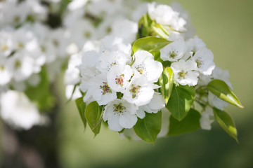 Delicate apple or plum blossoms