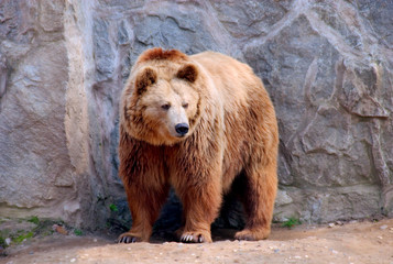 Bear