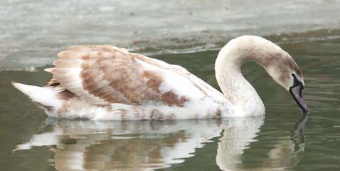 mute swan / Cygnus olor