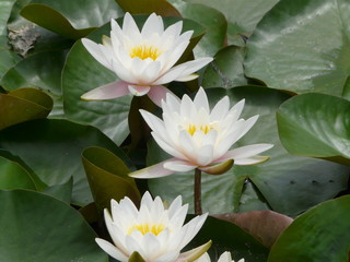 trois nénuphars blancs 100509102