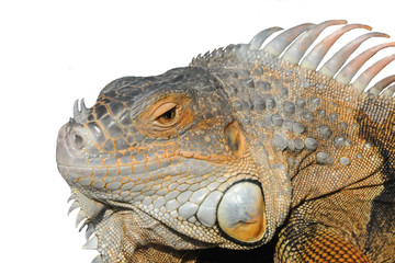 Leguan