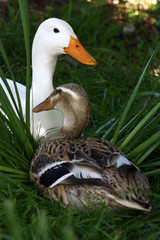 Laufentenpärchen
