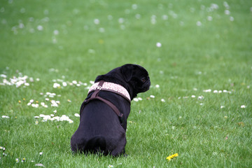schwarzer Mops von hinten