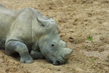 Obraz premium rhinocéros blanc