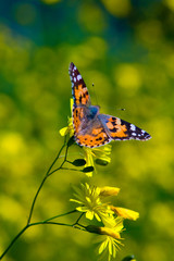 Cynthia butterfly on the flower