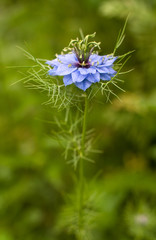 Blue flower with sharp leaves