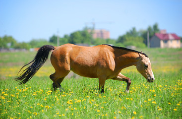 welsh pony grazing