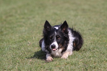 Border Collie