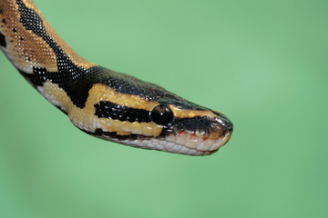 snake