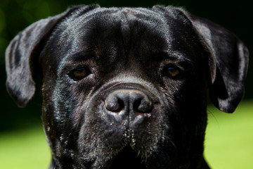 tete de chien cane corso de face