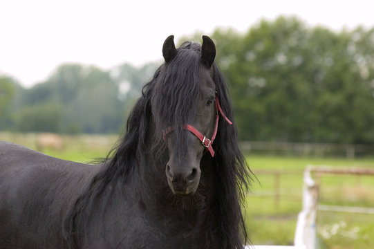 stattlicher Friesenhengst auf der Koppel