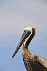 cormoran