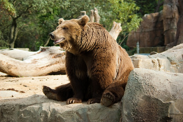Funny brown bear