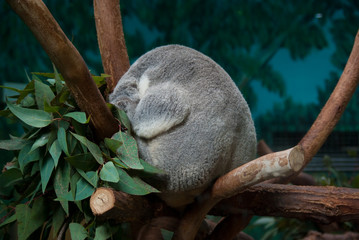 Funny koala sleeping on the branch of eucaliptus tree