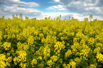 Obraz premium Spring landscape and the cloudy sky. A yellow field.