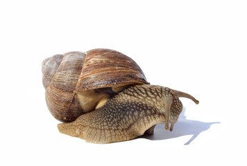 depressive Schnecke