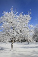 Winter, Snow and Ice Covered Trees, Park