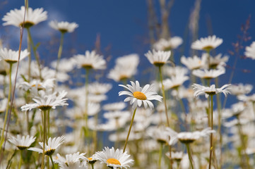 daisies