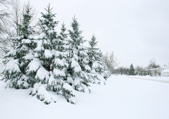 Winter: Snow Covered Tree Branches, Outdoors