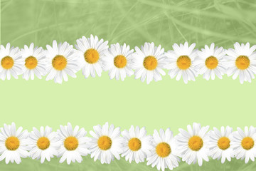 Fototapeta premium Seasonal Summer Daisy and Grass Background