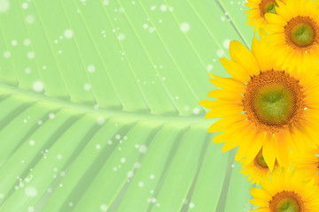 Summer, Daisy, Yellow Flower Background