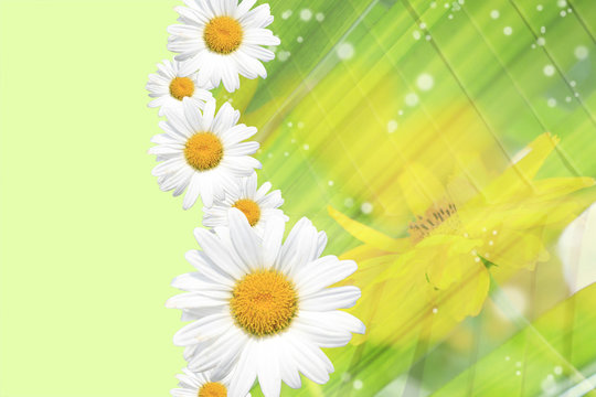 Summer, Daisy, Yellow Flower Background