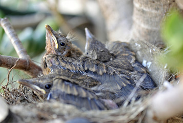 Nest with three young blackbirds inside