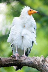 Egyptian Vulture