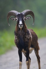 Mufflon Bock