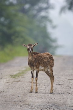 Mufflon