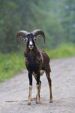 Mufflon Bock
