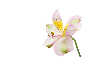 Day lilly copy  space