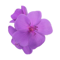 Isolated purple flower
