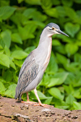 youn gray heron