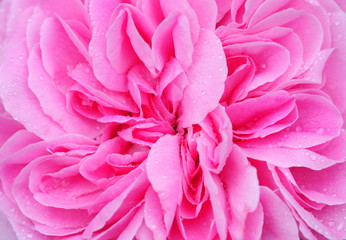 pink flower