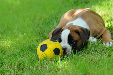 Boxerwelpe 33