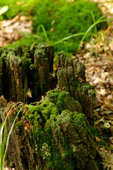 Rotten stump