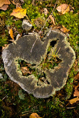 Rotten stump with swan shape