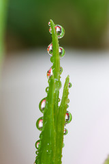 beautiful dewdrop on green plant