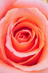 Fototapeta na wymiar peach rose