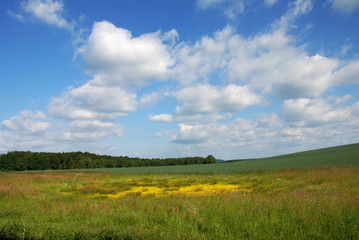 Brennender Hahnenfuß auf einer Wiese