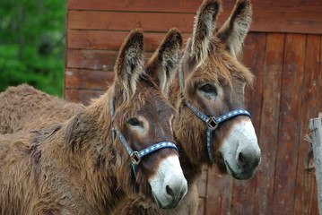 deux anes © Thierry Hoarau