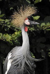 grue royale couronnée