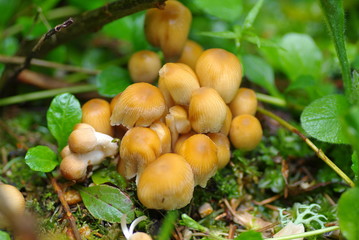 champignons dans la foret