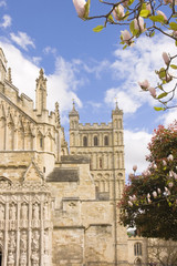 view of Exeter cathedral with magnolia trees in blossom during s