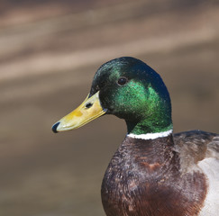 Closeup of Mallard drake (anas platyrhynchos)